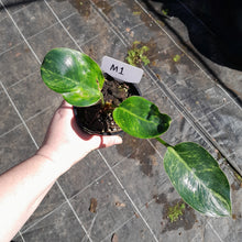 Load image into Gallery viewer, #M1 Variegated Philodendron Green Congo