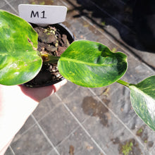 Load image into Gallery viewer, #M1 Variegated Philodendron Green Congo