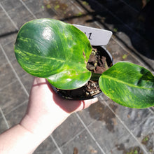 Load image into Gallery viewer, #M1 Variegated Philodendron Green Congo