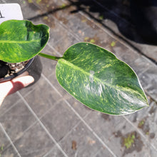 Load image into Gallery viewer, #M1 Variegated Philodendron Green Congo