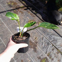 Load image into Gallery viewer, #M1 Variegated Philodendron Green Congo