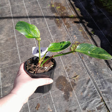 Load image into Gallery viewer, #M1 Variegated Philodendron Green Congo