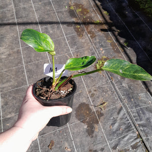 #M1 Variegated Philodendron Green Congo