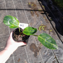Load image into Gallery viewer, #M1 Variegated Philodendron Green Congo