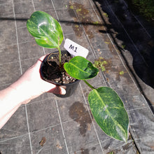 Load image into Gallery viewer, #M1 Variegated Philodendron Green Congo