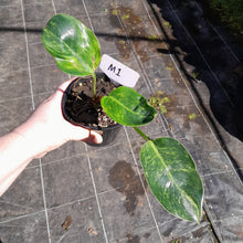 Load image into Gallery viewer, #M1 Variegated Philodendron Green Congo