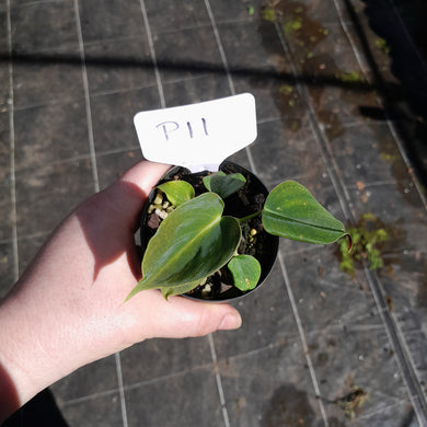 #P11 Philodendron Lupinum