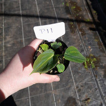 Load image into Gallery viewer, #P11 Philodendron Lupinum