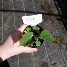 Load image into Gallery viewer, #P11 Philodendron Lupinum