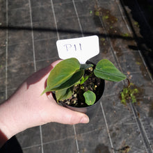 Load image into Gallery viewer, #P11 Philodendron Lupinum