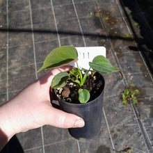 Load image into Gallery viewer, #P11 Philodendron Lupinum