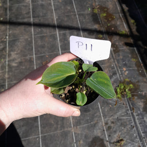 #P11 Philodendron Lupinum
