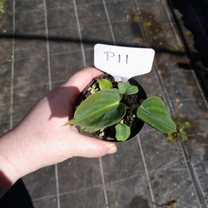#P11 Philodendron Lupinum