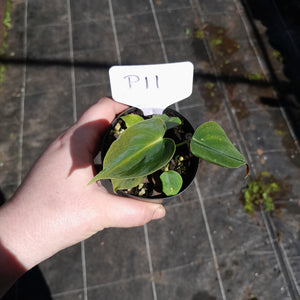 #P11 Philodendron Lupinum
