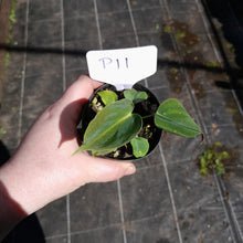 Load image into Gallery viewer, #P11 Philodendron Lupinum