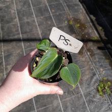 Load image into Gallery viewer, #P5 Philodendron Lupinum