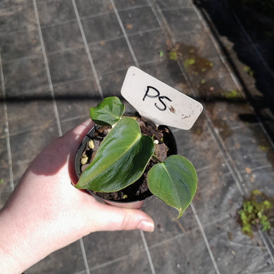 #P5 Philodendron Lupinum