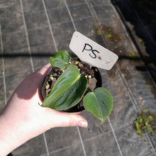 Load image into Gallery viewer, #P5 Philodendron Lupinum