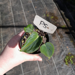 #P5 Philodendron Lupinum