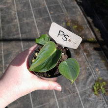 Load image into Gallery viewer, #P5 Philodendron Lupinum