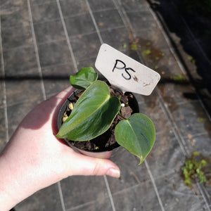 #P5 Philodendron Lupinum
