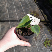 Load image into Gallery viewer, #P5 Philodendron Lupinum