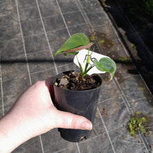 Load image into Gallery viewer, #P5 Philodendron Lupinum