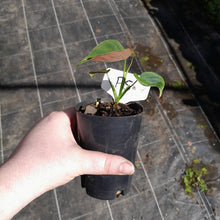Load image into Gallery viewer, #P5 Philodendron Lupinum