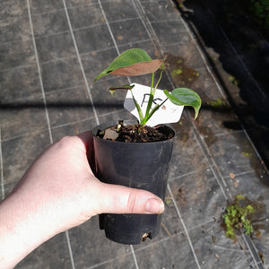 #P5 Philodendron Lupinum