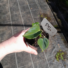 Load image into Gallery viewer, #P5 Philodendron Lupinum