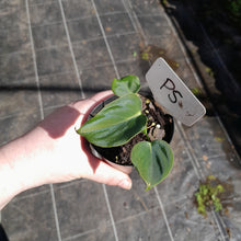 Load image into Gallery viewer, #P5 Philodendron Lupinum