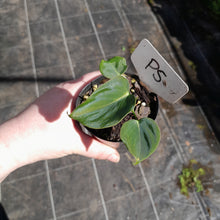 Load image into Gallery viewer, #P5 Philodendron Lupinum