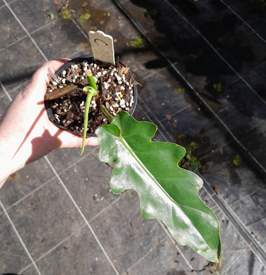#C Philodendron Bob Cee