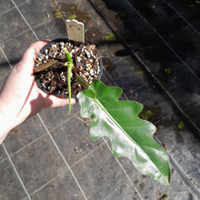 Load image into Gallery viewer, #C Philodendron Bob Cee