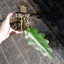 Load image into Gallery viewer, #C Philodendron Bob Cee