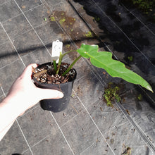 Load image into Gallery viewer, #C Philodendron Bob Cee