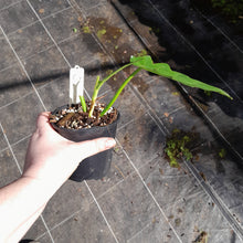Load image into Gallery viewer, #C Philodendron Bob Cee