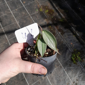 #47 Philodendron Burle Marx Fantasy