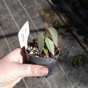 #47 Philodendron Burle Marx Fantasy