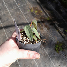 Load image into Gallery viewer, #47 Philodendron Burle Marx Fantasy
