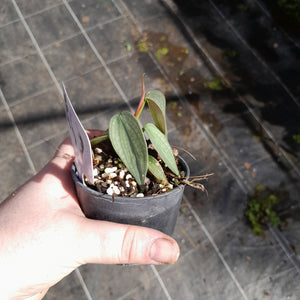 #47 Philodendron Burle Marx Fantasy