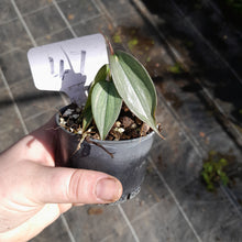 Load image into Gallery viewer, #47 Philodendron Burle Marx Fantasy