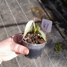 Load image into Gallery viewer, #47 Philodendron Burle Marx Fantasy
