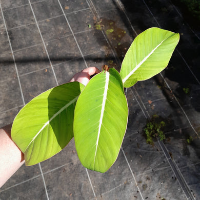 #413 Philodendron Geniculatum