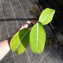 Load image into Gallery viewer, #413 Philodendron Geniculatum