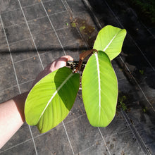 Load image into Gallery viewer, #413 Philodendron Geniculatum