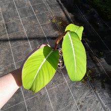 Load image into Gallery viewer, #413 Philodendron Geniculatum