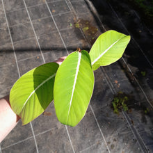 Load image into Gallery viewer, #413 Philodendron Geniculatum
