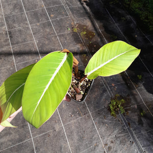 #413 Philodendron Geniculatum