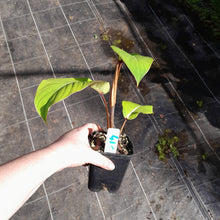 Load image into Gallery viewer, #413 Philodendron Geniculatum